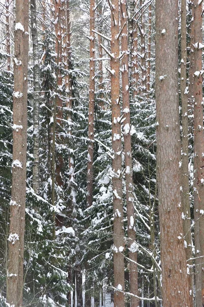 Forêt Vinicole Pittoresque Fabuleux Pays Des Merveilles Enneigées Magie Belle — Photo