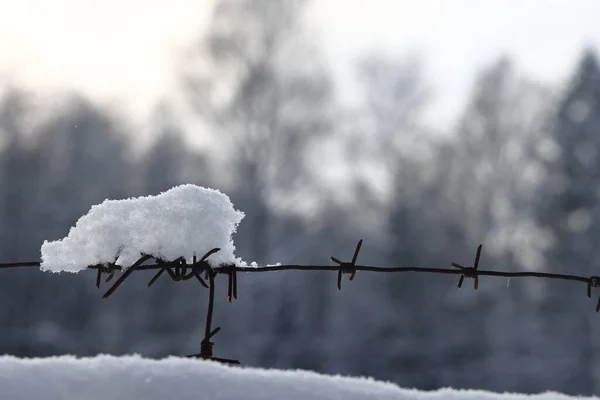 Barbed wire on the fence against light background in the winter cloudy day