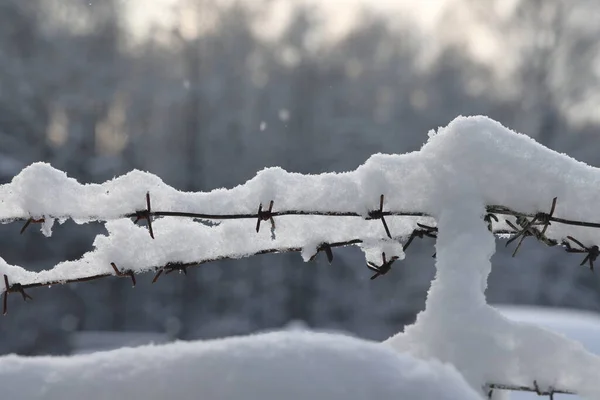 Prikkeldraad Het Hek Tegen Lichte Achtergrond Winter Bewolkte Dag — Stockfoto