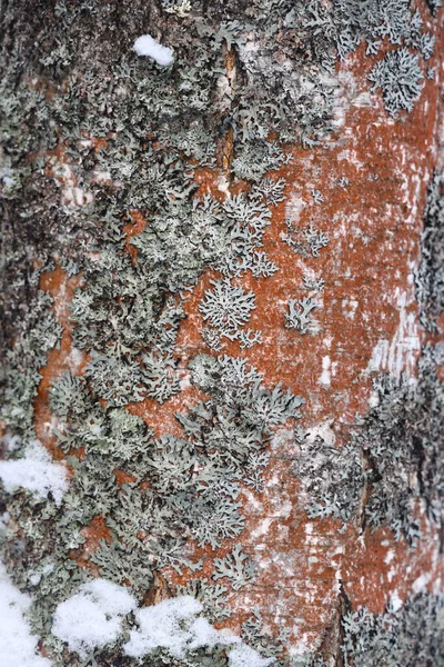 Snowy Sfondo Foresta Invernale Bei Tronchi Abete Rosso Modello Incollato — Foto Stock