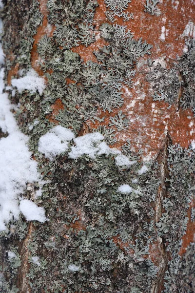 寒冷的冬季森林背景 美丽的云杉树干图案 被雪粘在一起 — 图库照片