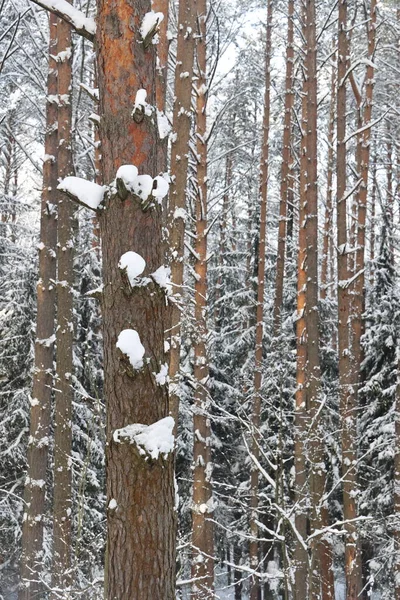 Fond Forêt Enneigée Hiver Beau Motif Troncs Épinette Collé Avec — Photo