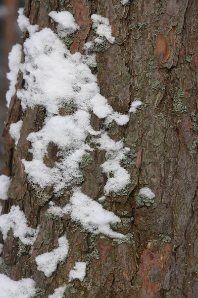 寒冷的冬季森林背景 美丽的云杉树干图案 被雪粘在一起 — 图库照片