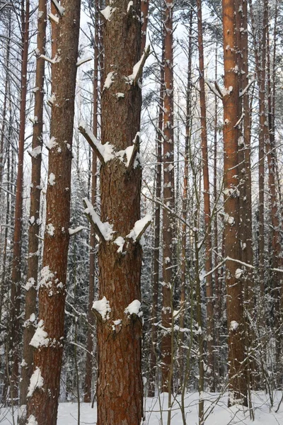 Fondo Nevado Del Bosque Invierno Hermoso Patrón Troncos Abeto Pegado —  Fotos de Stock