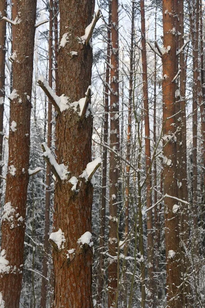 Karlı Kış Ormanı Arka Planı Güzel Ladin Ağaçları Karla Kaplı — Stok fotoğraf