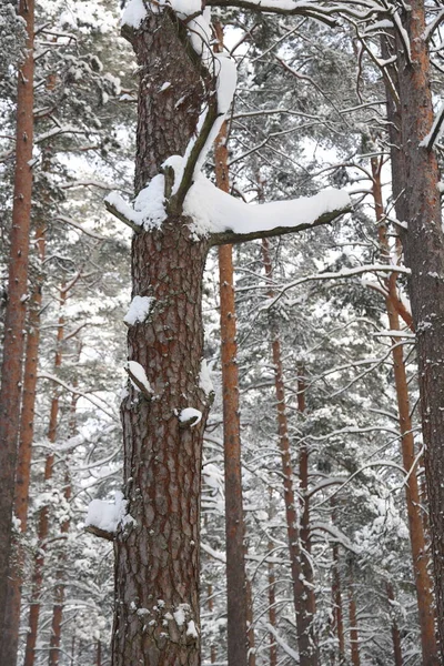 Fond Forêt Enneigée Hiver Beau Motif Troncs Épinette Collé Avec — Photo