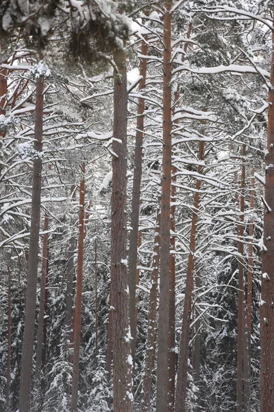 Snowy Winter Forest Background Beautiful Spruce Trees Trunks Pattern Sticked — Stock Photo, Image