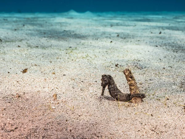 Havslandskap Med Seahorse Korallrevet Karibiska Havet Curacao — Stockfoto