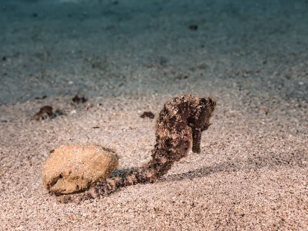 カリブ海のサンゴ礁 キュラソー島のシーホースとの海景 — ストック写真