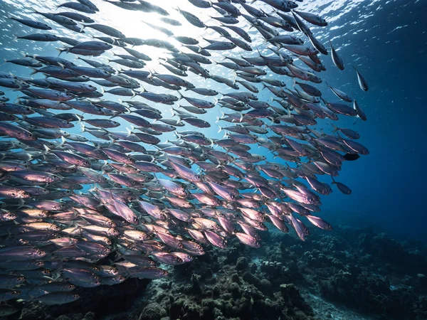 Морской Пейзаж Мячом Наживки Школа Рыб Бирюзовой Воде Кораллового Рифа — стоковое фото