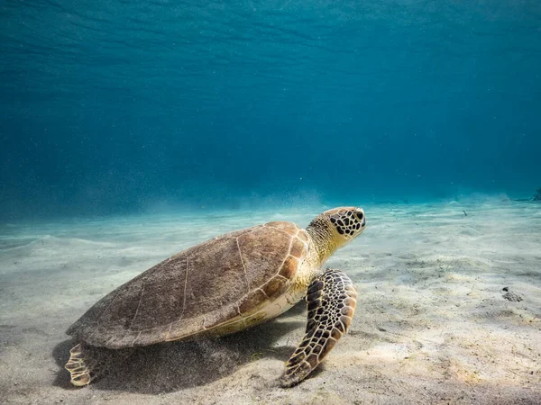 Seascape Green Sea Turtle Turquoise Water Coral Reef Caribbean Sea — Stock Photo, Image
