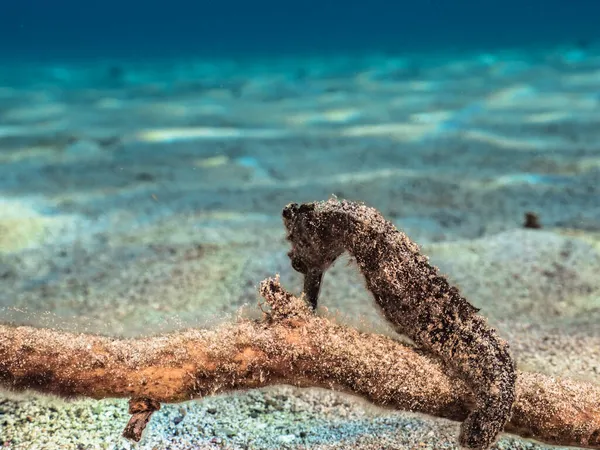 Mare Con Cavalluccio Marino Nella Barriera Corallina Del Mar Dei — Foto Stock