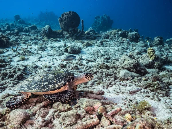 Seascape Hawksbill Sea Turtle Coral Reef Caribbean Sea Curacao — Stock Photo, Image