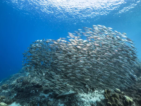 Paisaje Marino Con Bola Cebo Escuela Peces Arrecife Coral Del — Foto de Stock