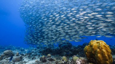 Yem Toplu Deniz Burnu, Karayip Denizi 'nin mercan kayalıklarında balık okulu, Curacao