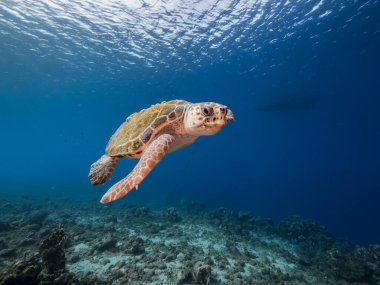 Loggerhead Deniz Kaplumbağalı Deniz Burnu Karayip Denizi 'ndeki mercan resiflerinin turkuaz suyunda, Curacao