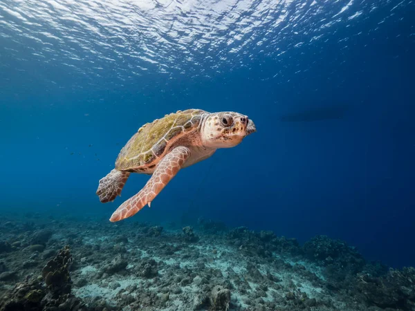 Paysage Marin Avec Tortue Caouanne Dans Eau Turquoise Récif Corallien — Photo