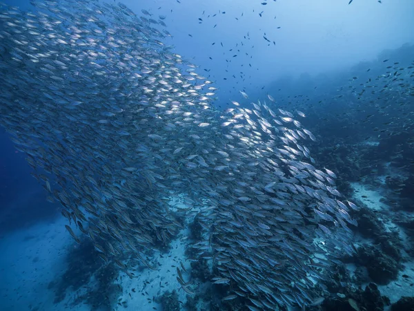 Морской Пейзаж Мячом Наживки Школа Рыб Коралловом Рифе Карибского Моря — стоковое фото