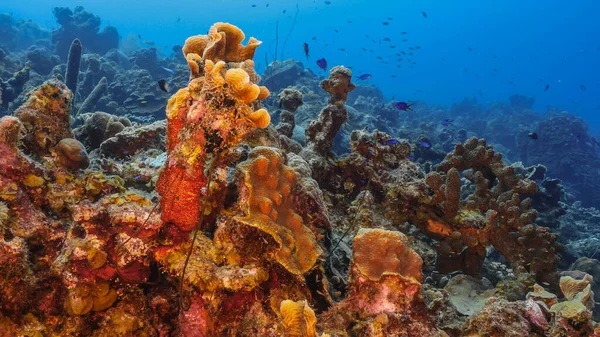 Seascape Com Vários Peixes Coral Esponja Recife Coral Mar Caribe — Fotografia de Stock
