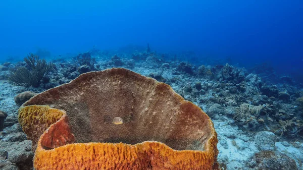 Seascape Com Vários Peixes Coral Esponja Recife Coral Mar Caribe — Fotografia de Stock