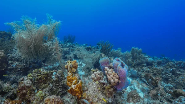 Θαλάσσιο Τοπίο Διάφορα Ψάρια Κοράλλια Και Σφουγγάρι Κοραλλιογενή Ύφαλο Της — Φωτογραφία Αρχείου