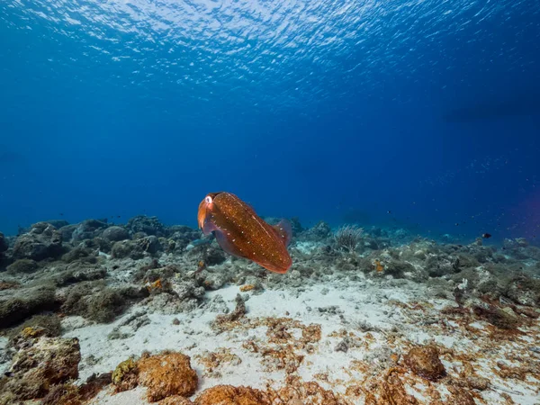 Paisaje Marino Con Arrecife Calamar Coral Esponja Arrecife Coral Del — Foto de Stock