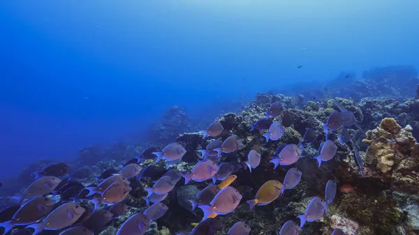 Seascape with School of Surgeonfish, Blue Tang, coral and sponge in coral reef of Caribbean Sea, Curacao