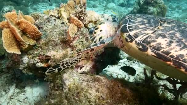 カリブ海のサンゴ礁の浅い水の中にあるHawksbill Sea Turtleとの海 キュラソー — ストック動画