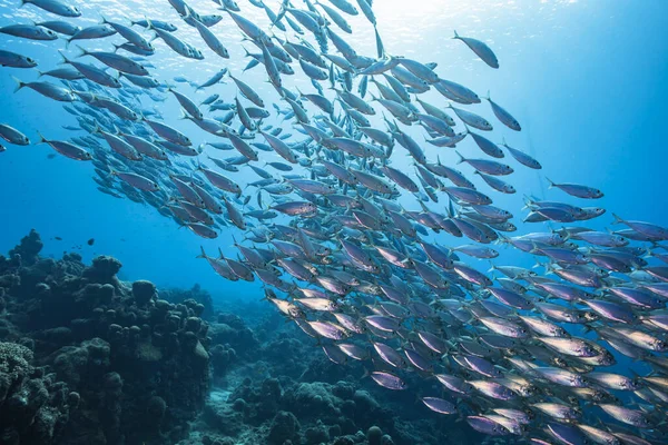 Przylądek Morski Bait Ball Szkoła Ryb Rafie Koralowej Morza Karaibskiego — Zdjęcie stockowe