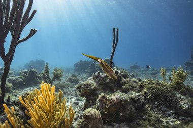 Karayip Denizi 'ndeki mercan resiflerinde resif mürekkep balığı, mercan ve sünger, Curacao.