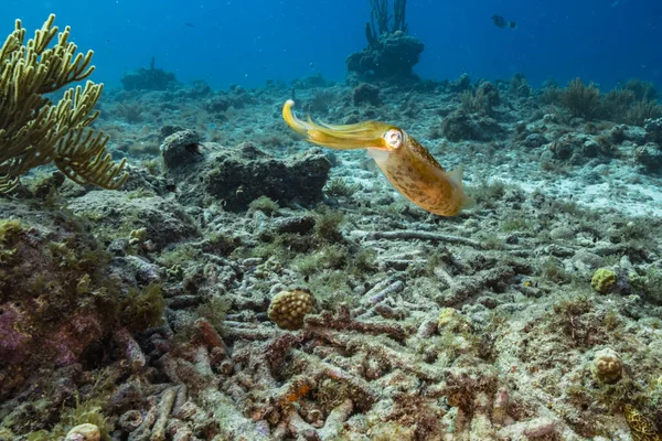 Zeegezicht Met Rundpijlinktvis Koraal Spons Het Koraalrif Van Caribische Zee — Stockfoto