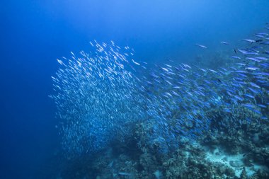 Balık Okullu Deniz Burnu, Karayip Denizi 'ndeki mercan resifinde Boga Balığı, Curacao