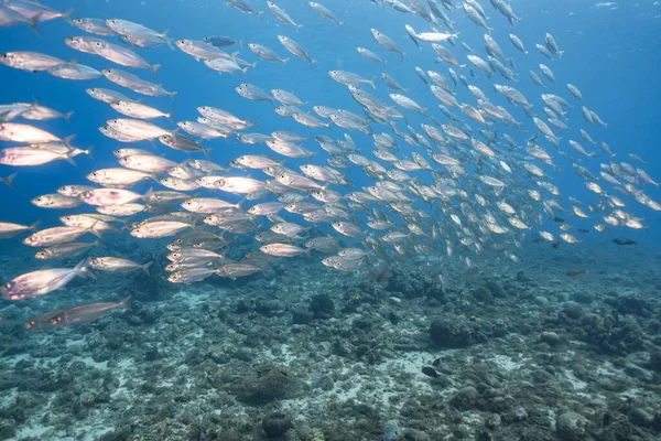 Paisaje Marino Con Bola Cebo Escuela Peces Arrecife Coral Del —  Fotos de Stock