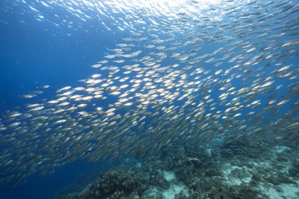 Seascape Com Bait Ball Escola Peixes Recife Coral Mar Caribe — Fotografia de Stock