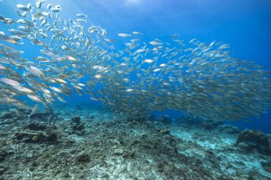 Yem Toplu Deniz Burnu, Karayip Denizi 'nin mercan kayalıklarında balık okulu, Curacao