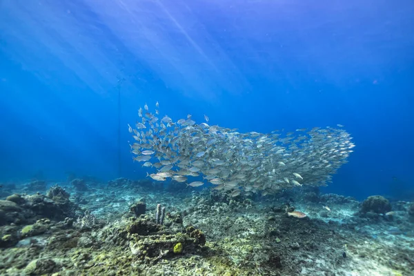 カリブ海のサンゴ礁 キュラソーの魚の群れ 餌球での海景 — ストック写真