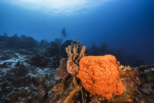 Seascape Various Fish Coral Sponge Coral Reef Caribbean Sea Curacao — 图库照片