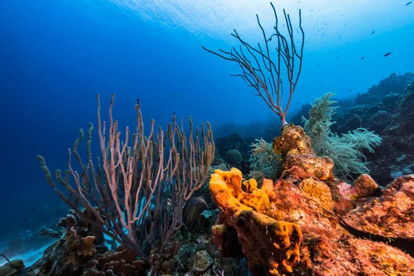 Karayip Denizi 'nin mercan resifinde çeşitli balık, mercan ve süngerle kaplı deniz burnu, Curacao