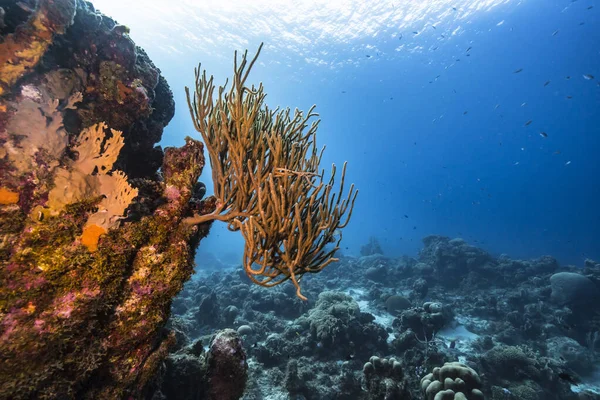 Karayip Denizi 'nin mercan resifinde çeşitli balık, mercan ve süngerle kaplı deniz burnu, Curacao