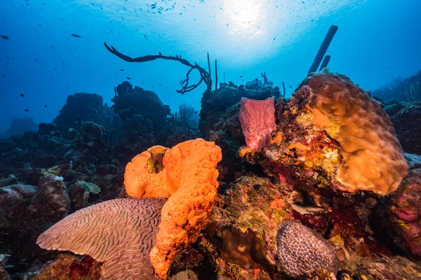 Meereslandschaft Mit Verschiedenen Fischen Korallen Und Schwämmen Korallenriff Der Karibik — Stockfoto