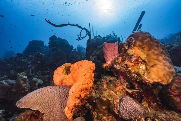 Karayip Denizi 'nin mercan resifinde çeşitli balık, mercan ve süngerle kaplı deniz burnu, Curacao