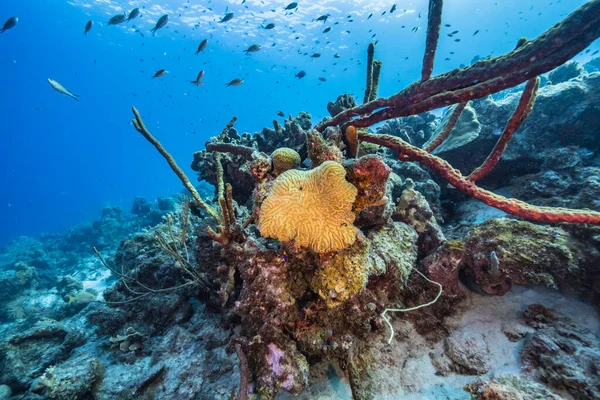 Paysage Marin Avec Divers Poissons Coraux Éponges Dans Récif Corallien — Photo