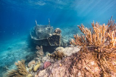 Karayip Denizi 'nin mercan kayalıklarında çeşitli balık, mercan ve süngerli römork enkazı, Curacao