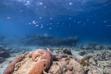 Karayip Denizi 'nin mercan kayalıklarında çeşitli balık, mercan ve süngerli römork enkazı, Curacao