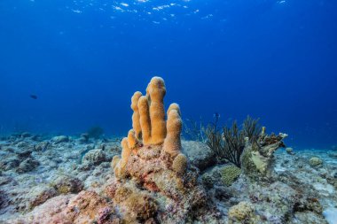 Karayip Denizi 'nin mercan resifinde çeşitli balık, mercan ve süngerle kaplı deniz burnu, Curacao