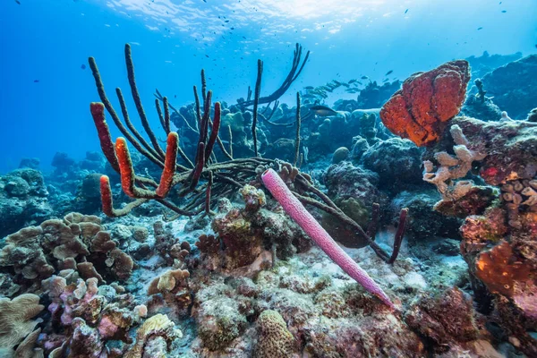 Коралових Рифах Карибського Моря Куракао Куракао Водиться Багато Риби Коралів — стокове фото