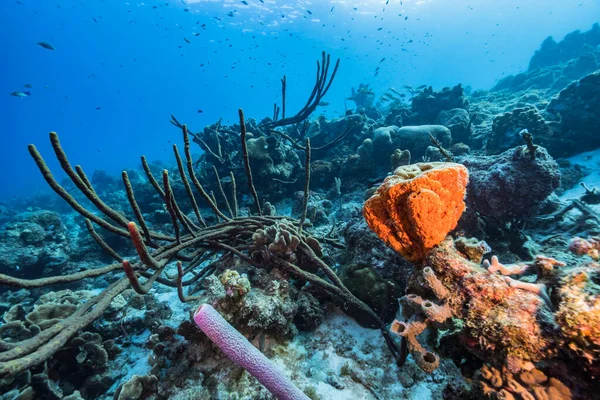 Paysage Marin Avec Divers Poissons Coraux Éponges Dans Récif Corallien — Photo
