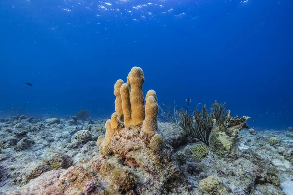 Tengeri Kapocs Különböző Halak Korall Szivacs Korallzátony Karib Tenger Curacao — Stock Fotó