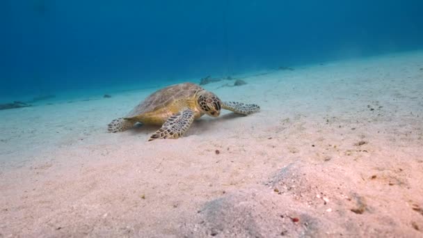 Meereslandschaft Mit Der Grünen Meeresschildkröte Korallenriff Der Karibik Curacao — Stockvideo