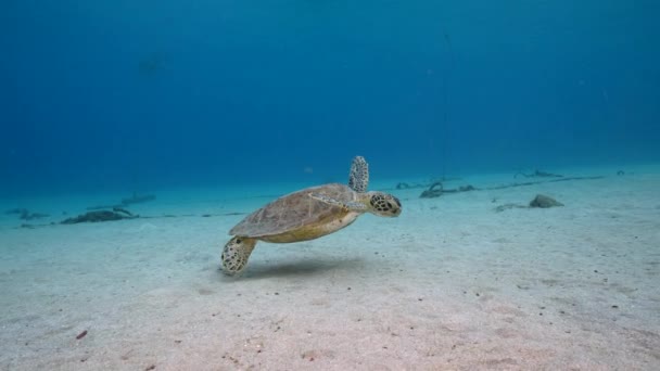 Seascape Green Sea Turtle Coral Reef Caribbean Sea Curacao — стокове відео